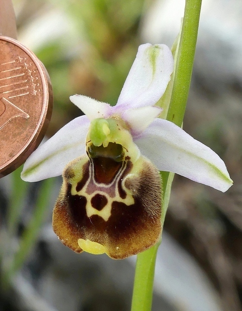 Ophrys crabronifera & Ophrys holosericea sp. � Monti Lucretili  (Roma).